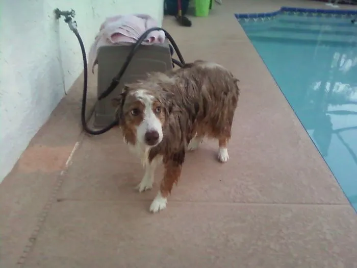 Estaba durmiendo, se asustó con un coche ruidoso y se cayó a la piscina