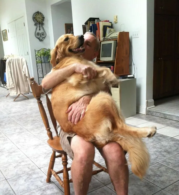 My Dog Was Scared After Getting Her Fur Trimmed. My Dad Had To Console Her