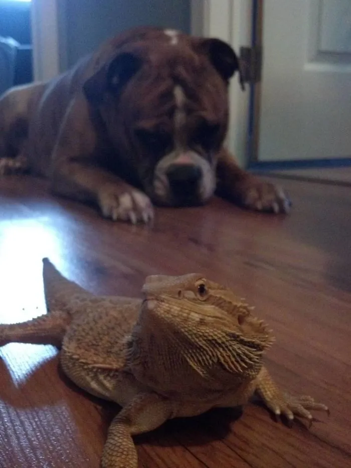 She Is Scared Of The Dragon