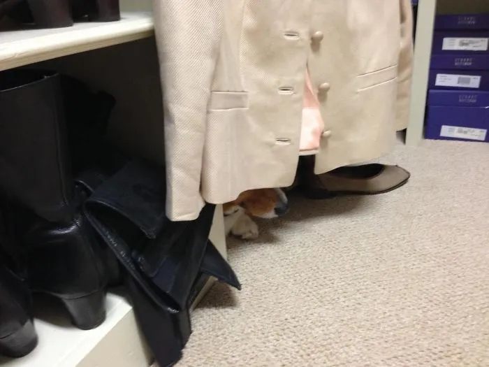 Our Dog Is Scared Of Thunderstorms. Took 20 Minutes To Find Him