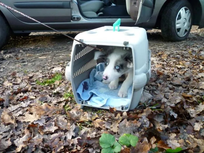 Otley Scared To Leave His Carrier On His First Trip To The Woods