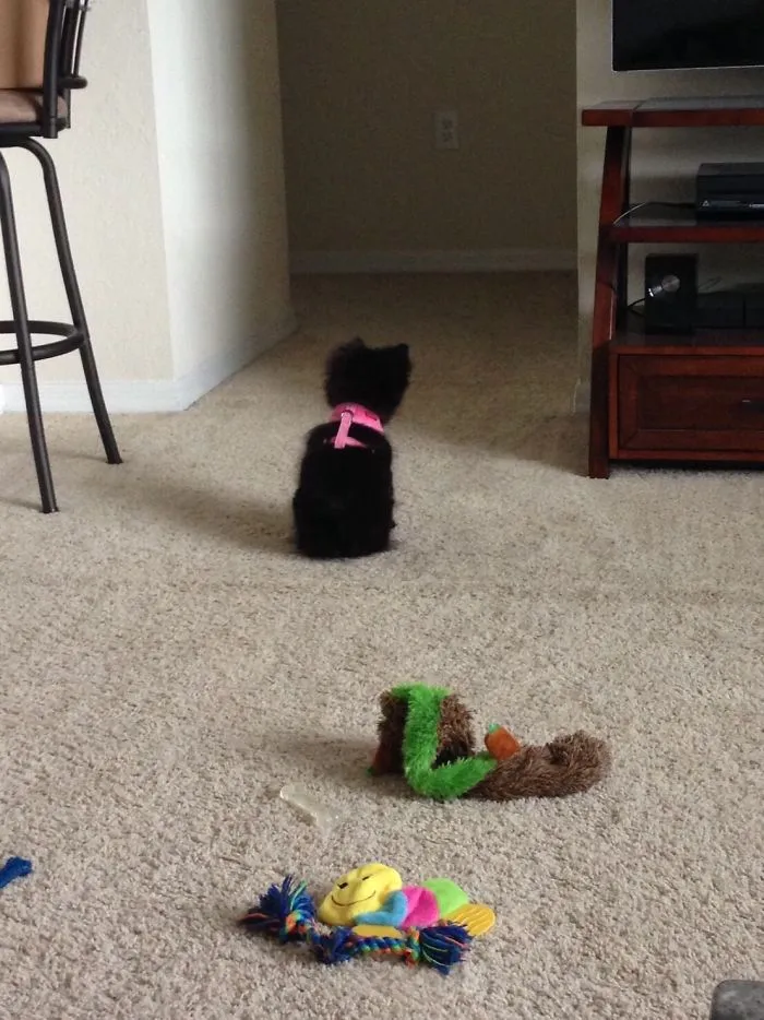 My Puppy Is Scared Of The Hallway So Anytime One Of Us Go To The Bedroom She Waits Patiently
