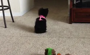 156 Dogs Who Are Afraid Of The Most Ridiculous Things