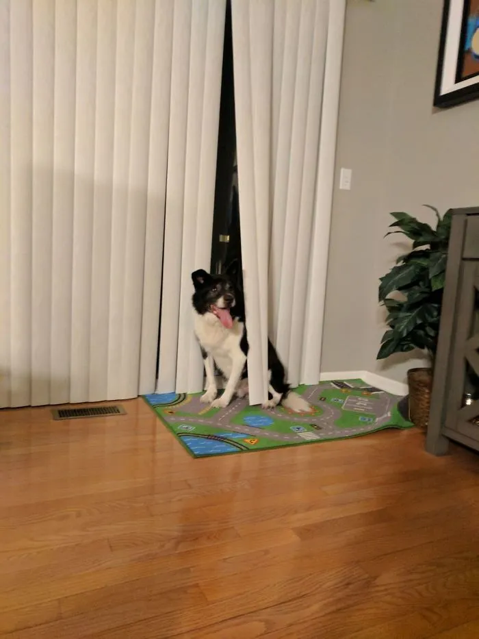 Smoke Detector Low Battery Was Chirping Which Scared The Dog. This Is How My Special Guy "Hides"