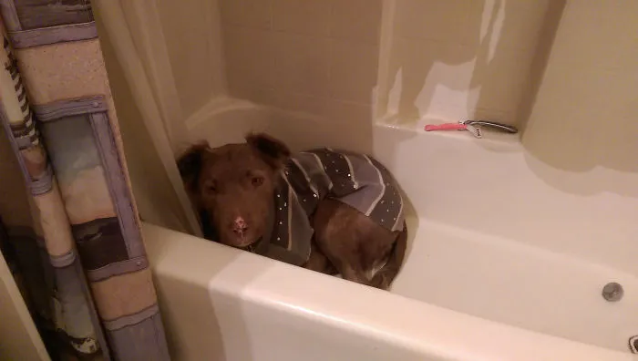 She Hides In The Tub When She's Scared. This Time It Was Bubble Wrap