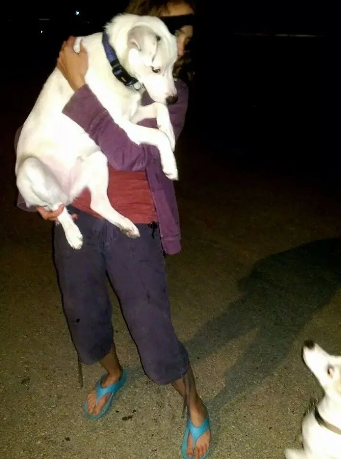 My 5 Month Old Blue Heeler Was So Scared Of A Ten Year Old Terrier At The Dog Park That She Jumped Into My Arms To Get Away From Him