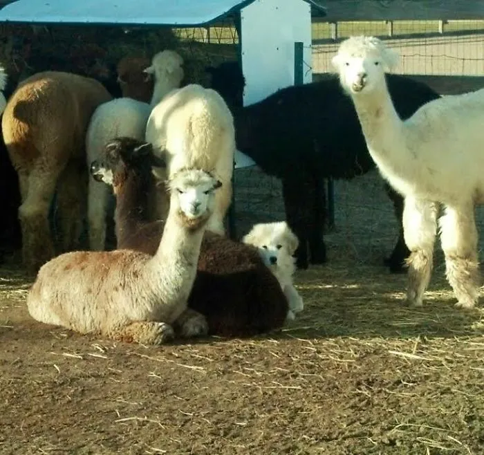 Le daba miedo el cortacésped, así que se escondió con las alpacas
