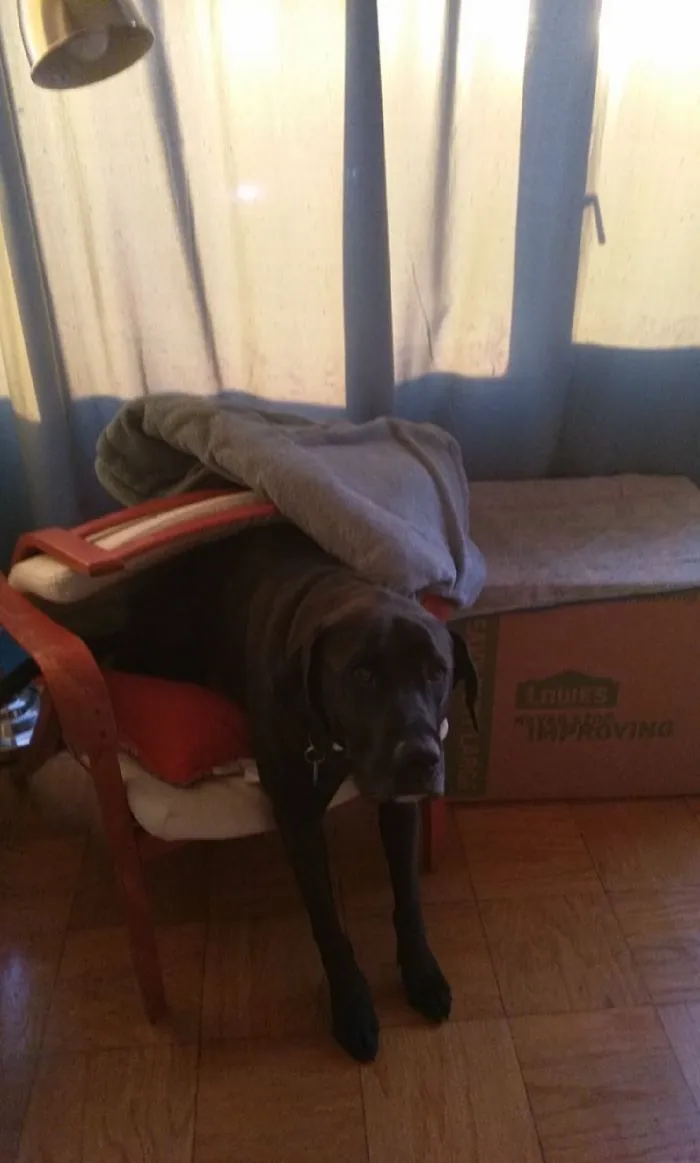 My Dog Got Scared During A Lightning Storm And I Came Home To This