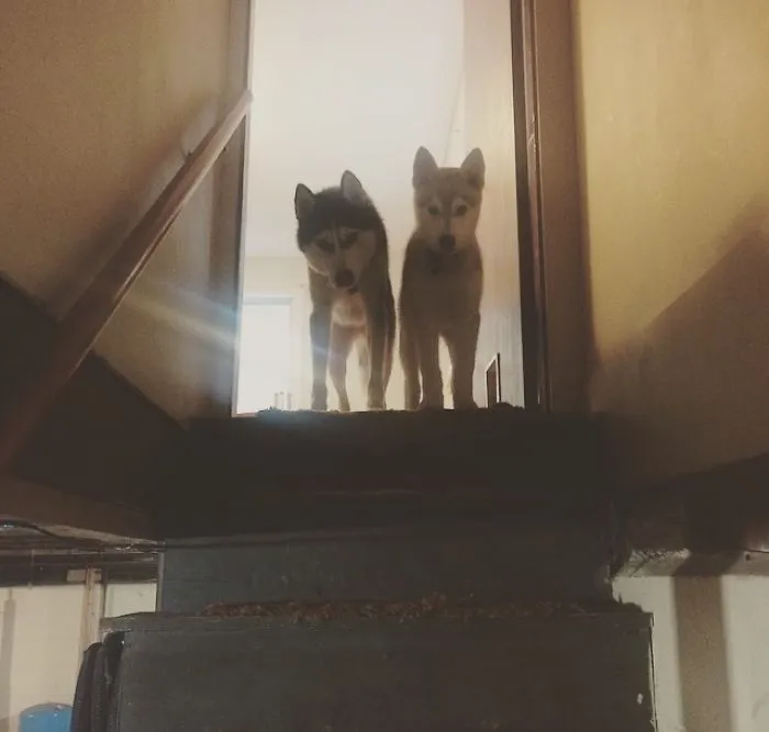 Husky Problems: Scared Of The Basement