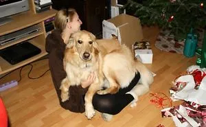 156 Dogs Who Are Afraid Of The Most Ridiculous Things