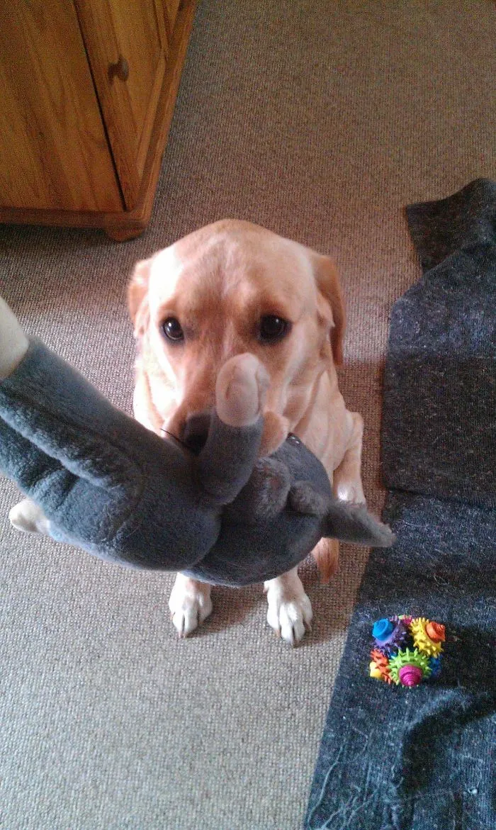 My Golden Retriever Is Afraid Of Stairs. When I Go Down The Stairs She Always Greets Me With A Teddy And That Look