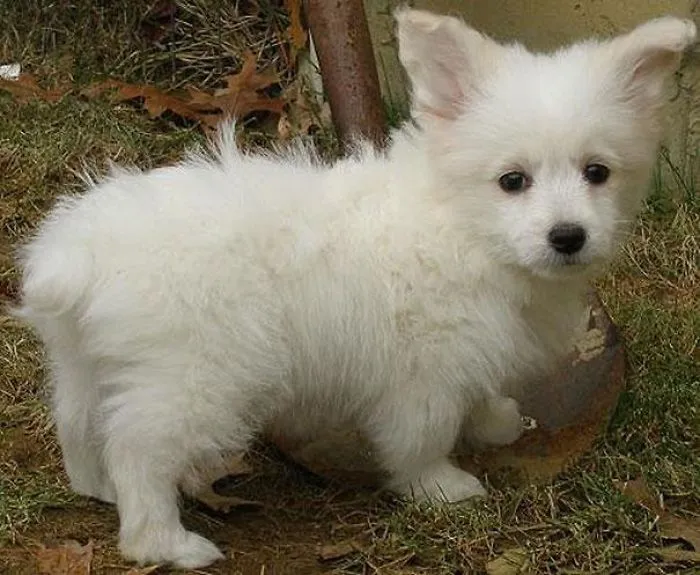 Corgi + Caniche enano