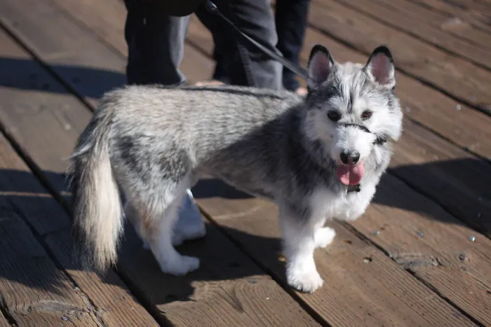 Corgi + Siberian Husky