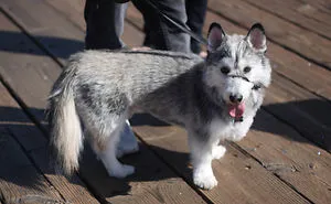 40 Times Corgis Mixed With Other Breeds, And The Result Was Absolutely Pawsome