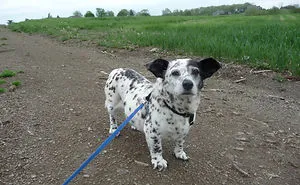 40 Times Corgis Mixed With Other Breeds, And The Result Was Absolutely Pawsome