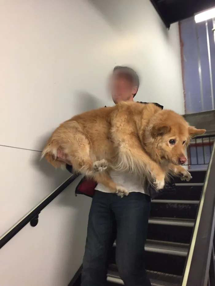 Distressed Dog During Fire Drill