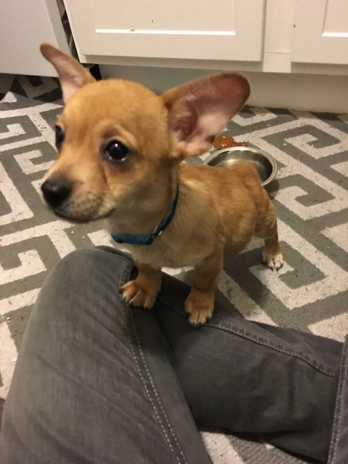 Corgi + Pastor Ganadero Australiano
