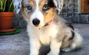 40 Times Corgis Mixed With Other Breeds, And The Result Was Absolutely Pawsome