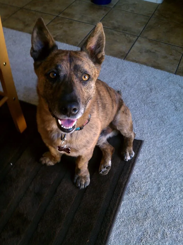 Corgi + Pitbull