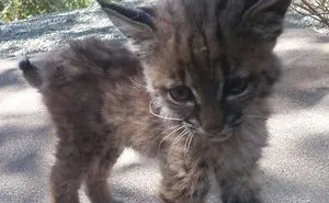 50 Animals Who Came To Say 'Hi', And Melted Everyone's Hearts