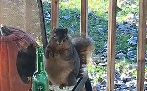 50 Animals Who Came To Say 'Hi', And Melted Everyone's Hearts