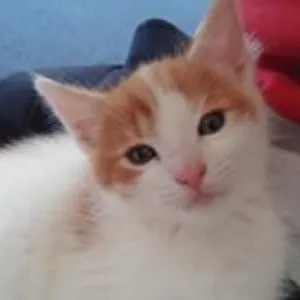 Cat Man
