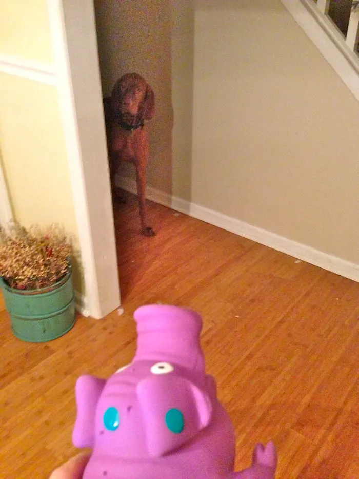 65 Lbs Of Dog Afraid Of 3 Ounces Of Squeaky Pig