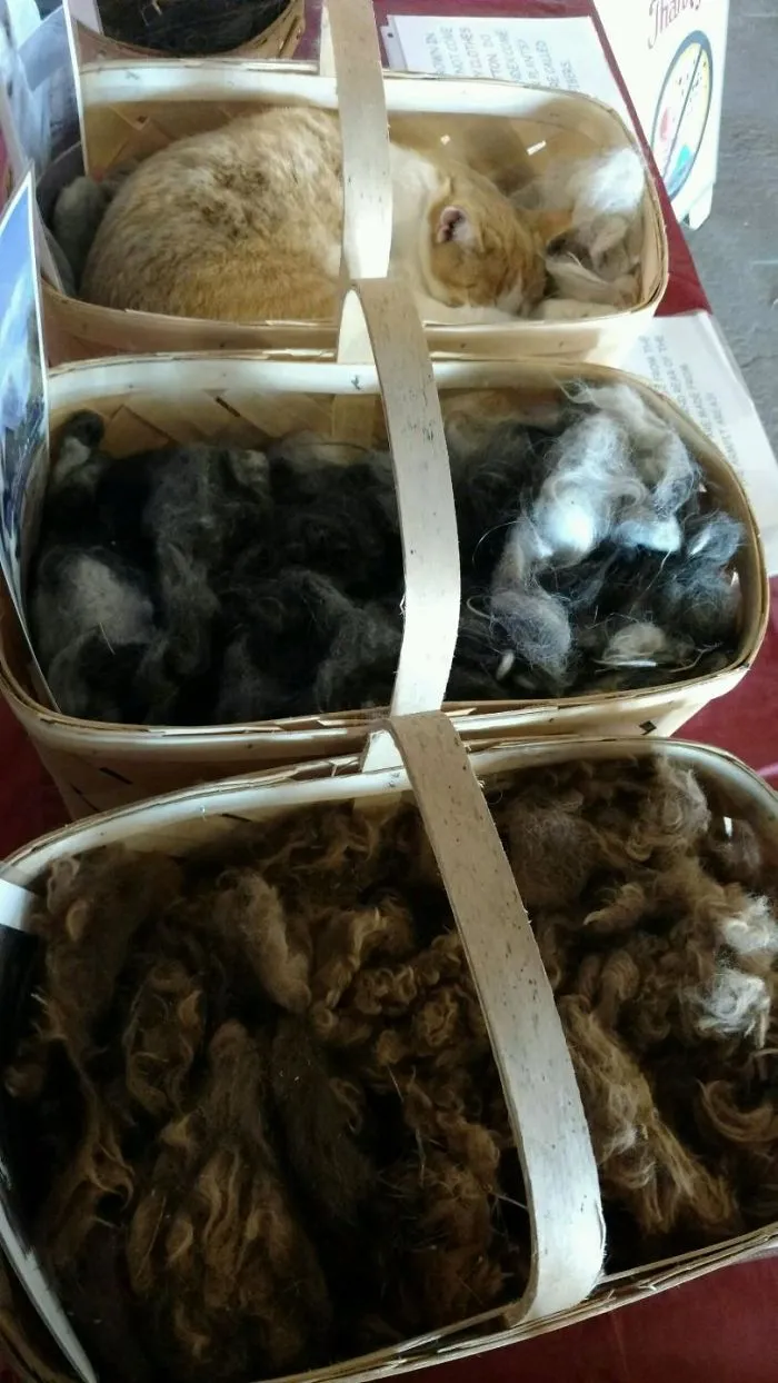 We Were Feeling Different Types Of Animal Fur On A Farm When We Realized One Of Them Was Not Like The Others