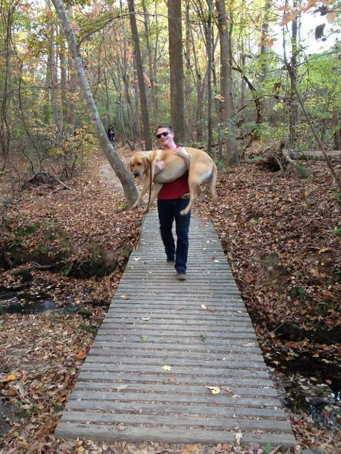 My Dog Is Terrified Of Crossing Bridges