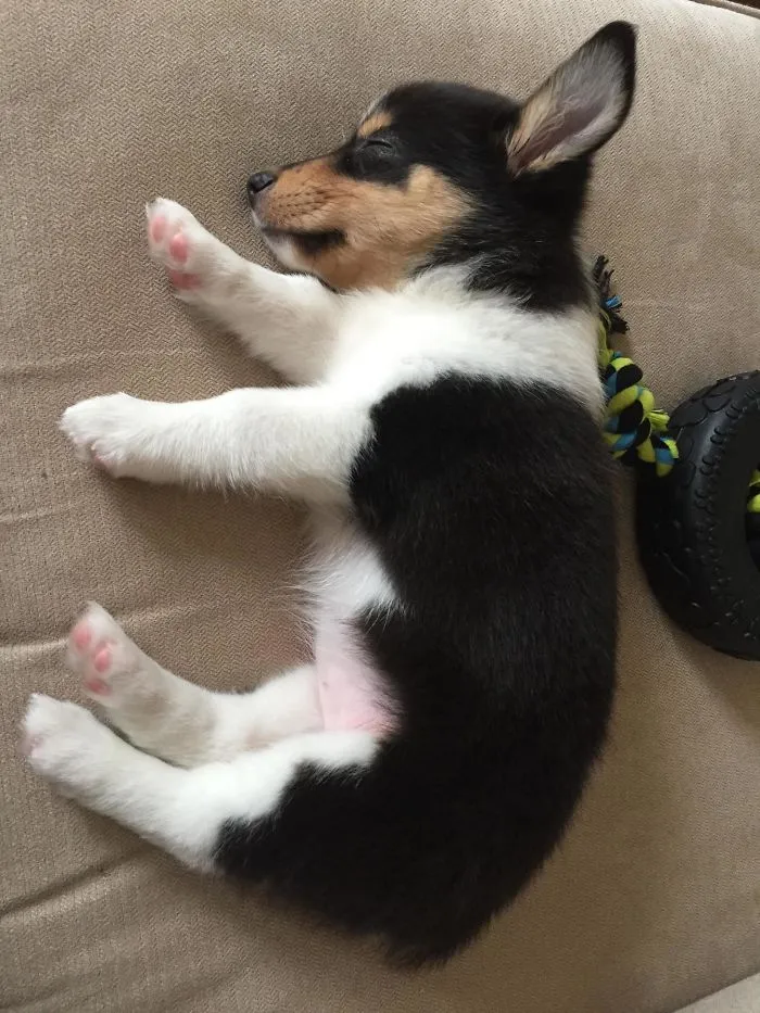 Corgi + Shetland Sheepdog