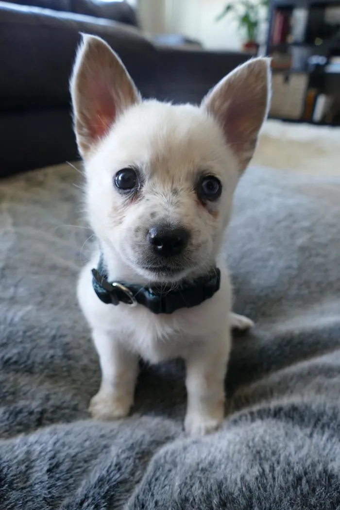 Corgi + Red Heeler