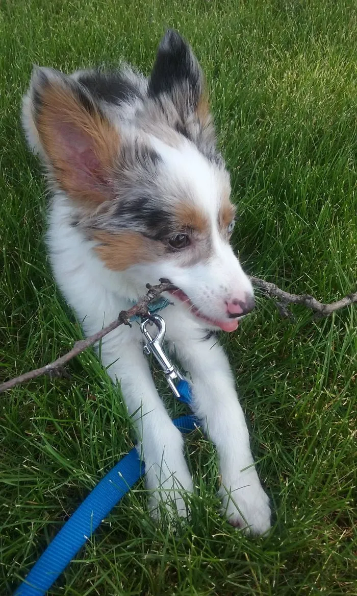 Corgi + Pastor Australiano