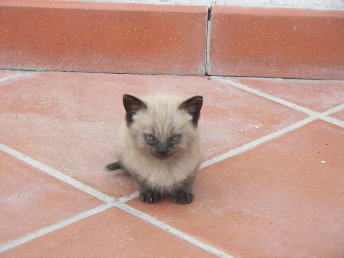 30 Angry Kittens Who Demand To Be Taken Seriously Right Meow
