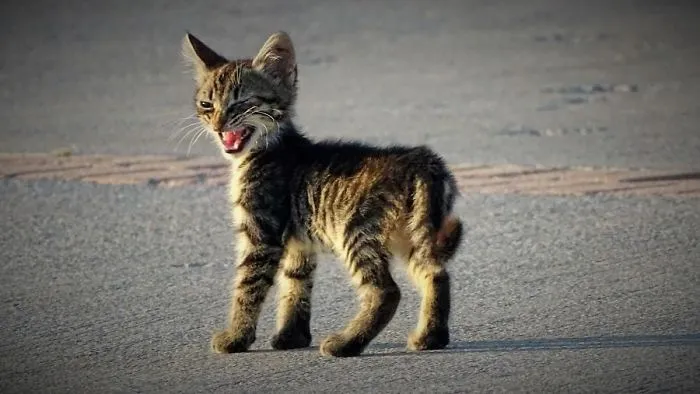 30 Angry Kittens Who Demand To Be Taken Seriously Right Meow