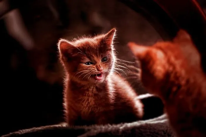 30 Angry Kittens Who Demand To Be Taken Seriously Right Meow