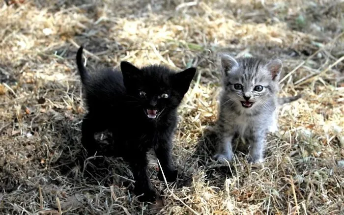 30 Angry Kittens Who Demand To Be Taken Seriously Right Meow