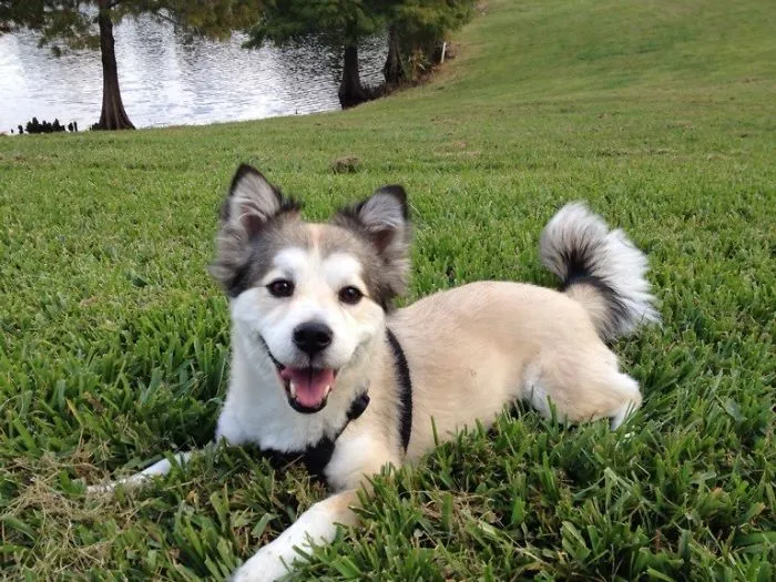 Corgi + Husky Siberiano