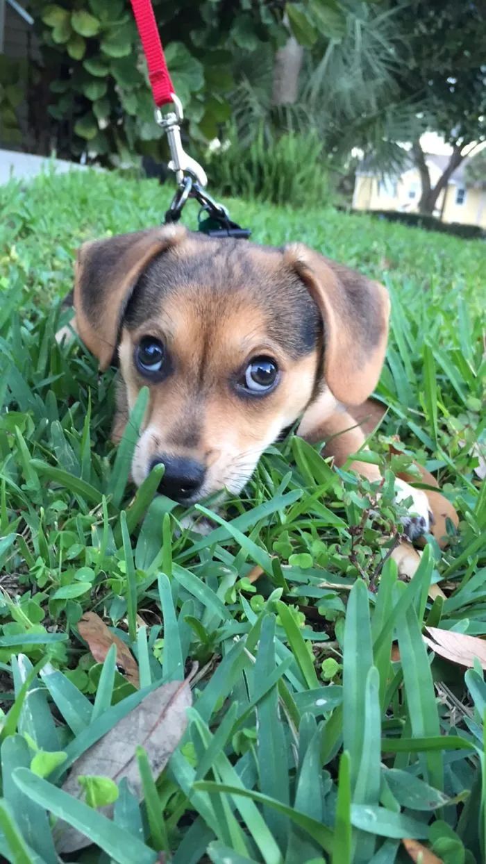 Corgi + Beagle