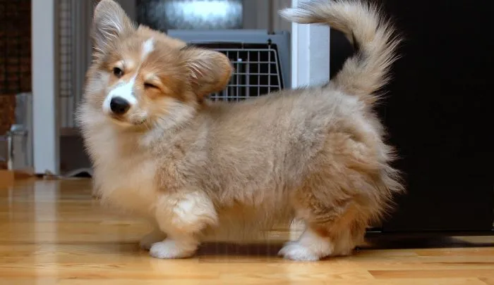 Corgi + Shetland Sheepdog