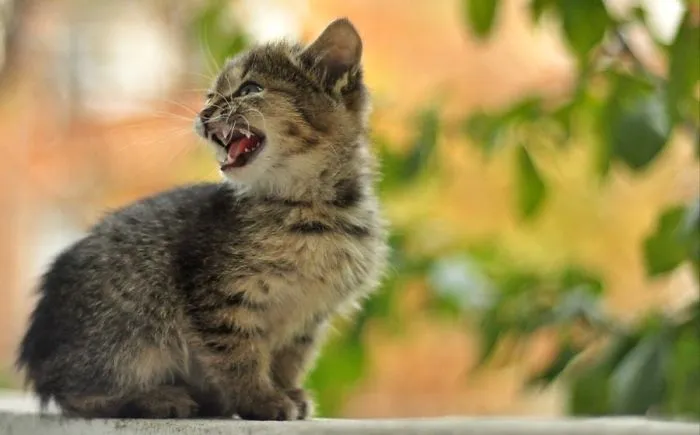 10+ Gatitos enfadados que exigen ser tomados en serio ahora miausmo