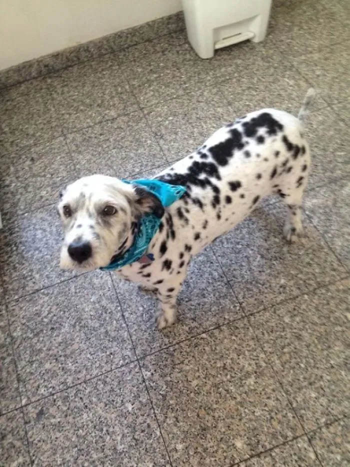 Corgi + Dálmata