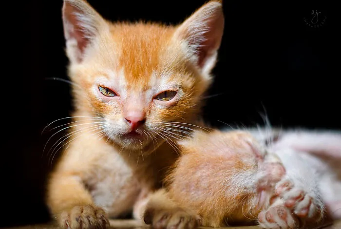 10+ Gatitos enfadados que exigen ser tomados en serio ahora miausmo