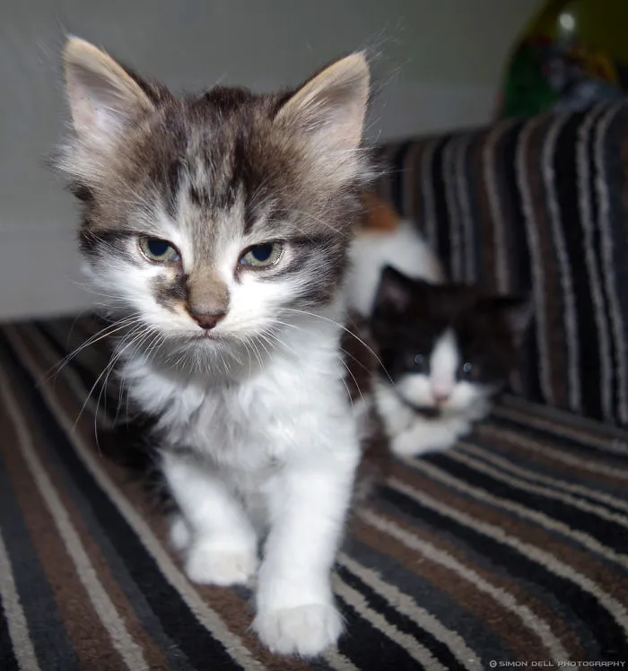 30 Angry Kittens Who Demand To Be Taken Seriously Right Meow