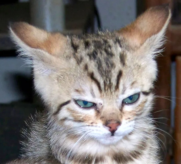 10+ Gatitos enfadados que exigen ser tomados en serio ahora miausmo