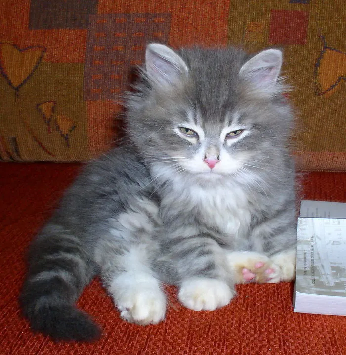 10+ Gatitos enfadados que exigen ser tomados en serio ahora miausmo
