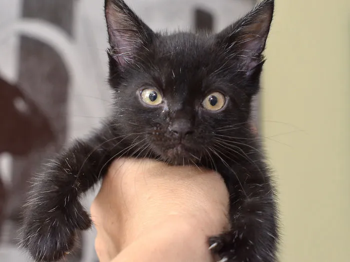 10+ Gatitos enfadados que exigen ser tomados en serio ahora miausmo