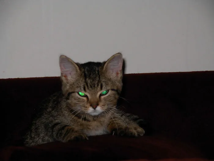 10+ Gatitos enfadados que exigen ser tomados en serio ahora miausmo
