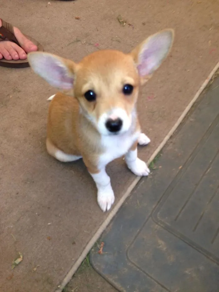 Corgi + Beagle