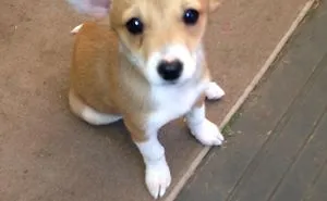 40 Times Corgis Mixed With Other Breeds, And The Result Was Absolutely Pawsome