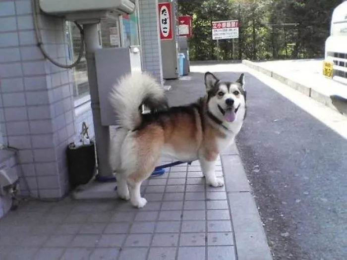 Corgi + Alaskan Malamute